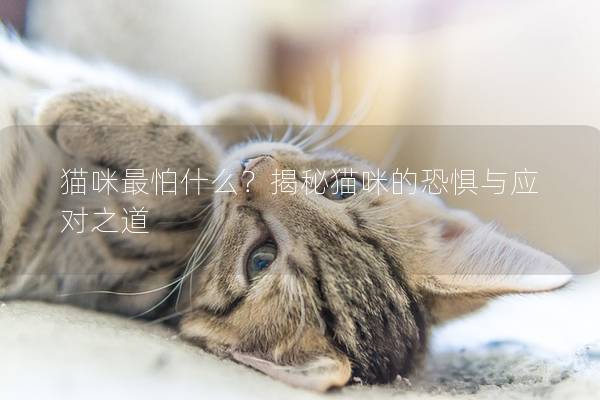 猫咪最怕什么？揭秘猫咪的恐惧与应对之道