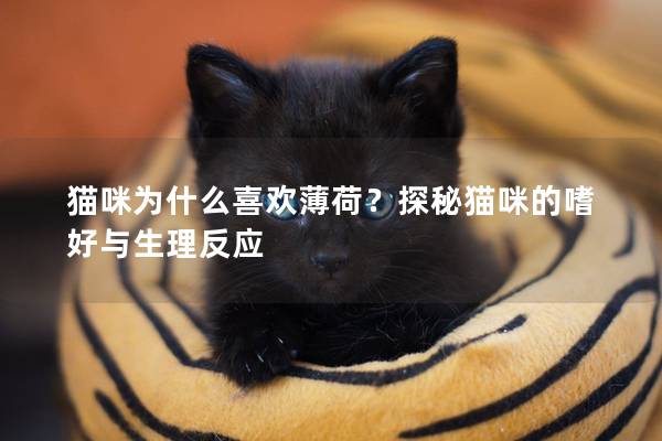 猫咪为什么喜欢薄荷？探秘猫咪的嗜好与生理反应