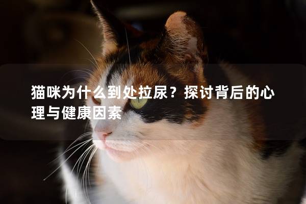 猫咪为什么到处拉尿？探讨背后的心理与健康因素