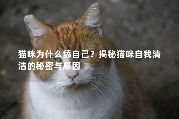 猫咪为什么舔自己？揭秘猫咪自我清洁的秘密与原因