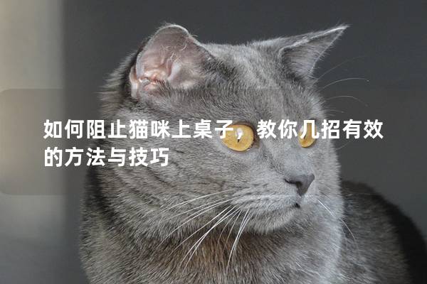 如何阻止猫咪上桌子，教你几招有效的方法与技巧