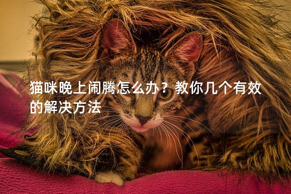 猫咪晚上闹腾怎么办？教你几个有效的解决方法