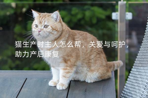 猫生产时主人怎么帮，关爱与呵护，助力产后康复