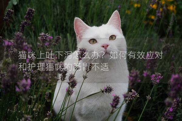 猫咪上吐下泻怎么办？如何有效应对和护理猫咪的肠胃不适