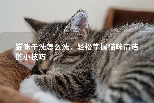 猫咪干洗怎么洗，轻松掌握猫咪清洁的小技巧