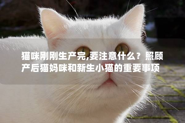 猫咪刚刚生产完,要注意什么？照顾产后猫妈咪和新生小猫的重要事项