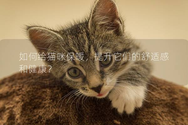 如何给猫咪保暖，提升它们的舒适感和健康？