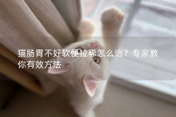 猫肠胃不好软便拉稀怎么治？专家教你有效方法