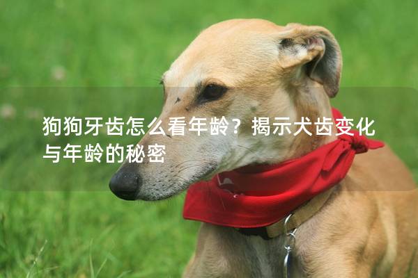 狗狗牙齿怎么看年龄？揭示犬齿变化与年龄的秘密