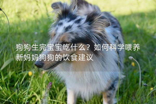 狗狗生完宝宝吃什么？如何科学喂养新妈妈狗狗的饮食建议