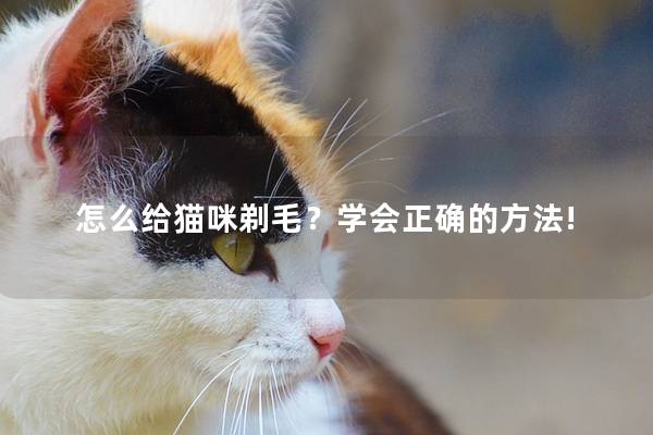 怎么给猫咪剃毛？学会正确的方法!