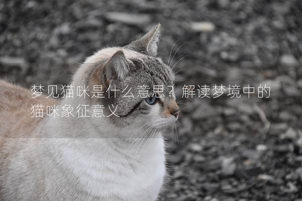 梦见猫咪是什么意思？解读梦境中的猫咪象征意义