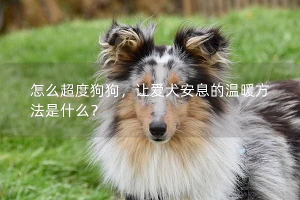 怎么超度狗狗，让爱犬安息的温暖方法是什么？