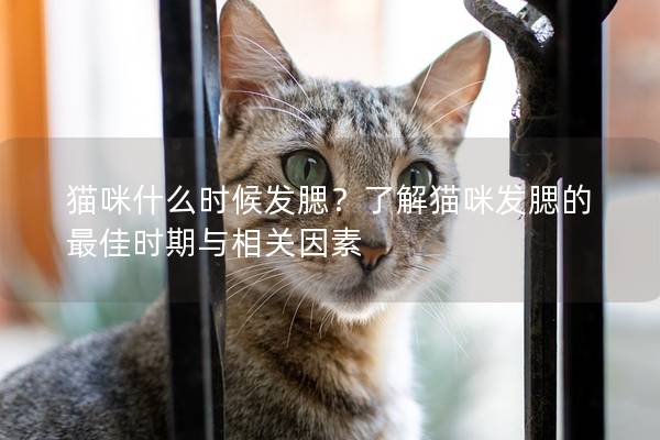 猫咪什么时候发腮？了解猫咪发腮的最佳时期与相关因素