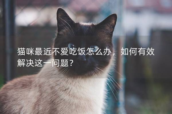 猫咪最近不爱吃饭怎么办，如何有效解决这一问题？