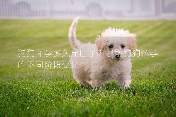 狗狗怀孕多久显肚子？了解狗狗怀孕的不同阶段变化