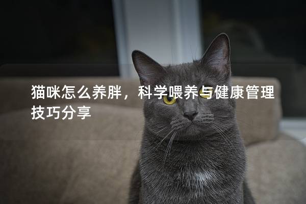 猫咪怎么养胖，科学喂养与健康管理技巧分享