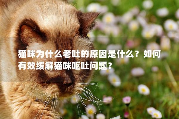 猫咪为什么老吐的原因是什么？如何有效缓解猫咪呕吐问题？