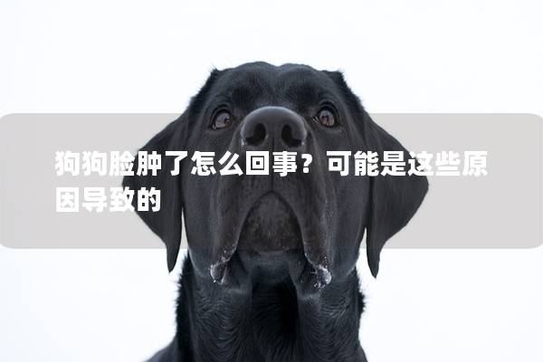 狗狗脸肿了怎么回事？可能是这些原因导致的