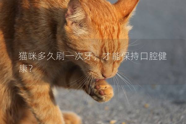 猫咪多久刷一次牙，才能保持口腔健康？