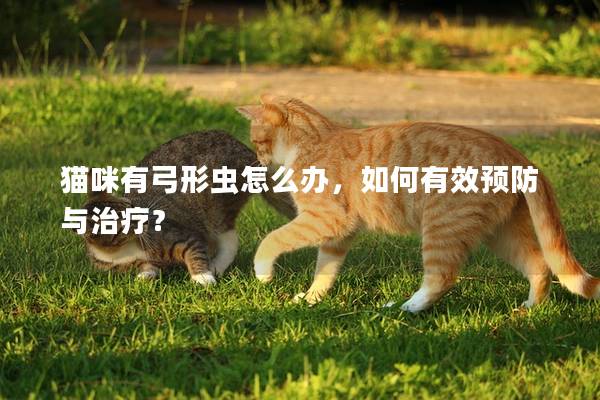 猫咪有弓形虫怎么办，如何有效预防与治疗？