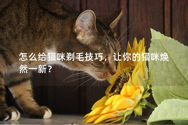 怎么给猫咪剃毛技巧，让你的猫咪焕然一新？