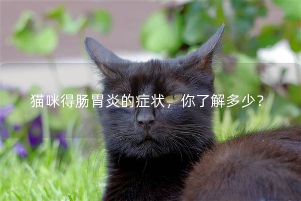 猫咪得肠胃炎的症状，你了解多少？