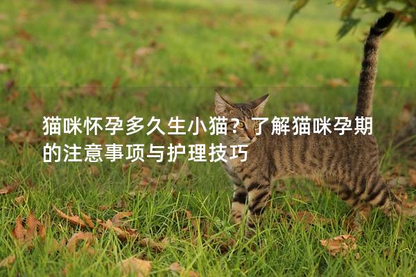 猫咪怀孕多久生小猫？了解猫咪孕期的注意事项与护理技巧