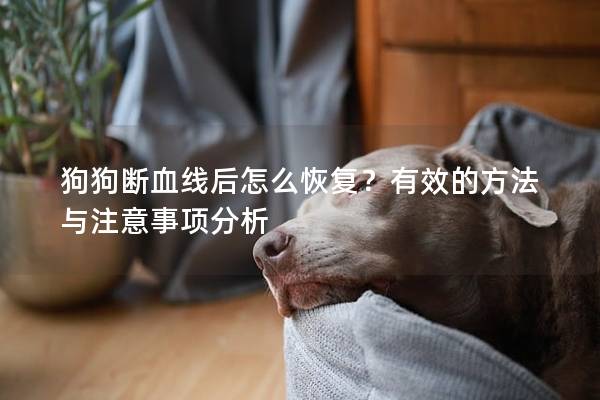 狗狗断血线后怎么恢复？有效的方法与注意事项分析