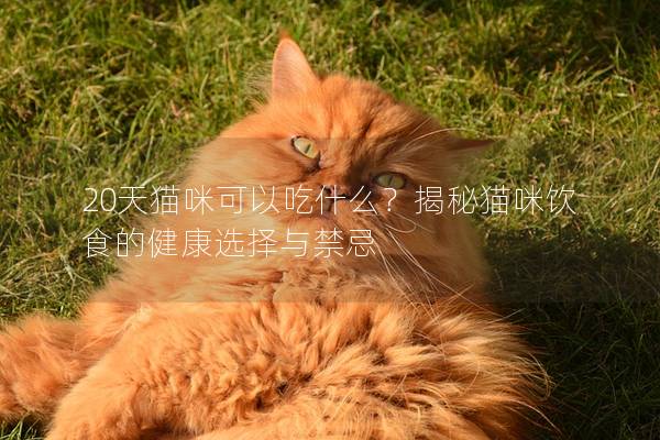 20天猫咪可以吃什么？揭秘猫咪饮食的健康选择与禁忌