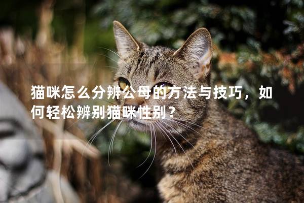 猫咪怎么分辨公母的方法与技巧，如何轻松辨别猫咪性别？