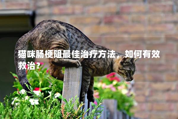 猫咪肠梗阻最佳治疗方法，如何有效救治？