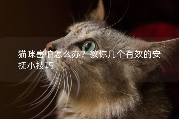 猫咪害怕怎么办？教你几个有效的安抚小技巧