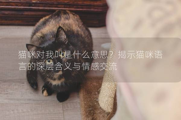 猫咪对我叫是什么意思？揭示猫咪语言的深层含义与情感交流