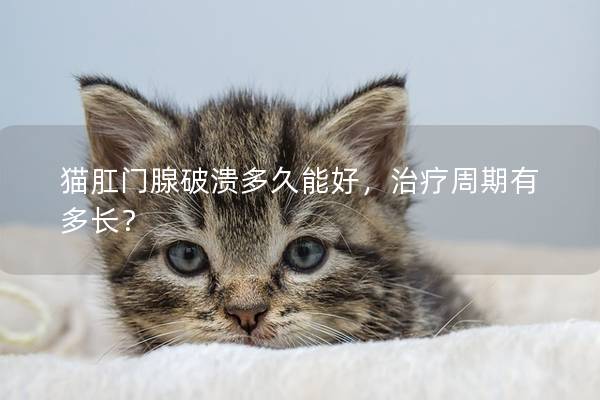 猫肛门腺破溃多久能好，治疗周期有多长？