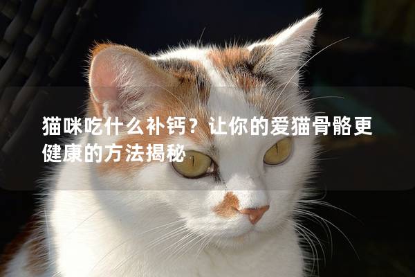 猫咪吃什么补钙?让你的爱猫骨骼更健康的方法揭秘 猫咪吃什么补钙?让你的爱猫骨骼更健康的方法揭秘