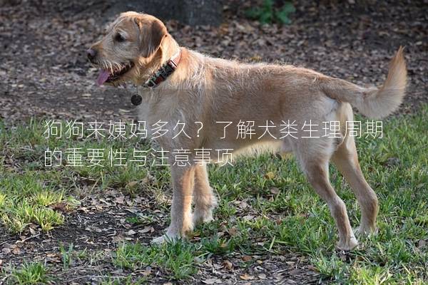 狗狗来姨妈多久？了解犬类生理周期的重要性与注意事项