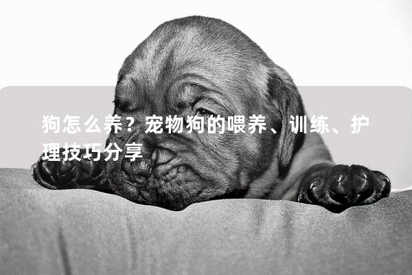 狗怎么养？宠物狗的喂养、训练、护理技巧分享