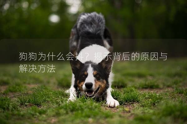 狗狗为什么会抖？揭示背后的原因与解决方法