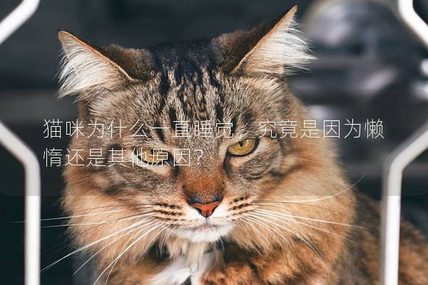 猫咪为什么一直睡觉，究竟是因为懒惰还是其他原因？