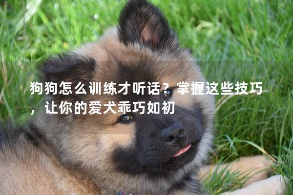 狗狗怎么训练才听话？掌握这些技巧，让你的爱犬乖巧如初