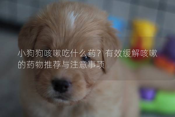 小狗狗咳嗽吃什么药？有效缓解咳嗽的药物推荐与注意事项