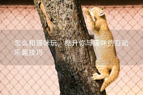 怎么和猫咪玩，提升你与猫咪的互动乐趣技巧