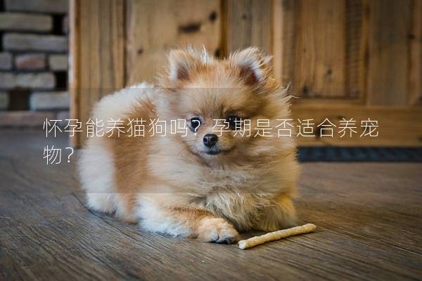 怀孕能养猫狗吗？孕期是否适合养宠物？