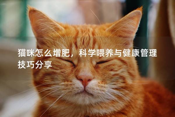 猫咪怎么增肥，科学喂养与健康管理技巧分享