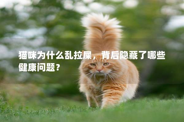 猫咪为什么乱拉屎，背后隐藏了哪些健康问题？