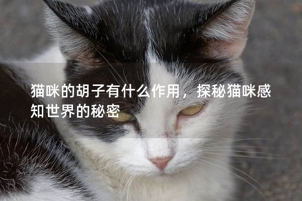 猫咪的胡子有什么作用，探秘猫咪感知世界的秘密