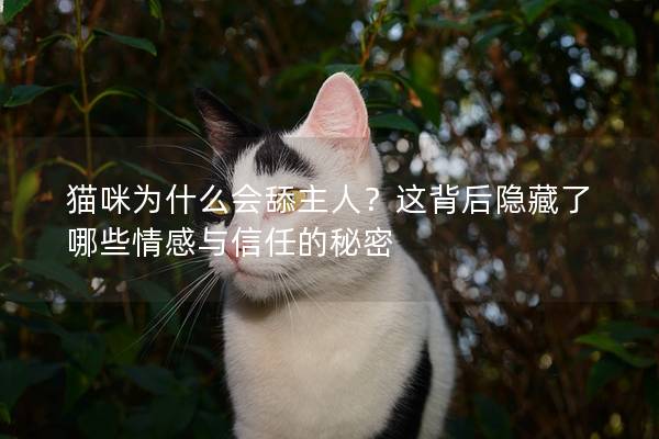 猫咪为什么会舔主人？这背后隐藏了哪些情感与信任的秘密