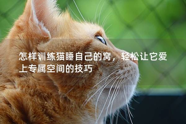 怎样训练猫睡自己的窝，轻松让它爱上专属空间的技巧