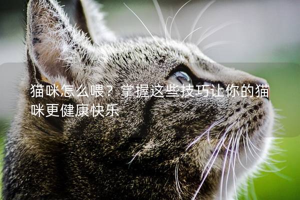 猫咪怎么喂？掌握这些技巧让你的猫咪更健康快乐